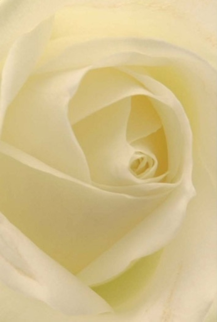 Viewed close up in the heart of Fortis Green, this classic white rose is a study in sophisticated tranquillity. Each petal, perfectly layered and gently spiraled, blends soft whites and creamed-ivory shades, mellowing into one another under ambient north London light. The bloom appears to glow from within, as though backlit by the soft dawn over Cherry Tree Wood, its texture inviting gentle touch-smooth, tender, and faintly cool. Within the overlapping folds, subtle shadows add dramatic depth, while the spiral core radiates a message of purity and resilience. This rose would be a meaningful centrepiece at a wedding near Fortis Green or a heartfelt offering to bridge gaps and heal hearts in nearby communities. The arrangement is a testament to the artistry of Fortis Green's florists, who understand the importance of every layer, every twist, and every delicate hue. In the imagined scent floating in the air-a whisper of freshness, both serene and rejuvenating-there is an invitation to pause and reflect, to honour the poignancy of special moments. The natural elegance and quiet strength of this bloom make it a choice emblem of thoughtful sentiment and expert craftsmanship celebrated throughout Fortis Green.